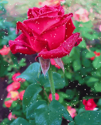 عکس گلهای زیبا متحرک