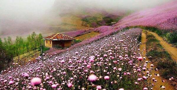 عکس طبیعت زیبا شمال