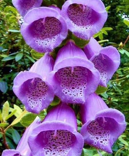 عکس گل های زیبای دنیا