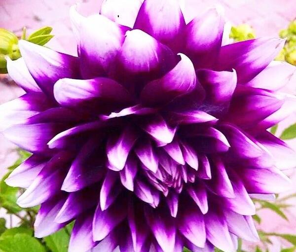 عکس گل های زیبای دنیا