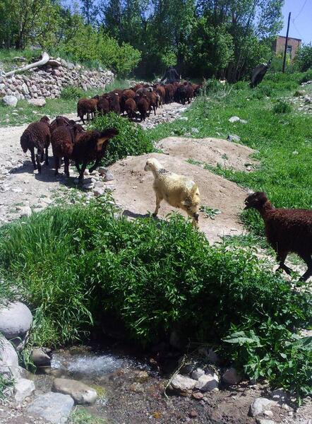 عکس از طبیعت آذربایجان