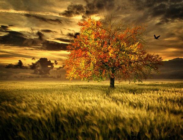 عکس های عاشقانه طبیعت