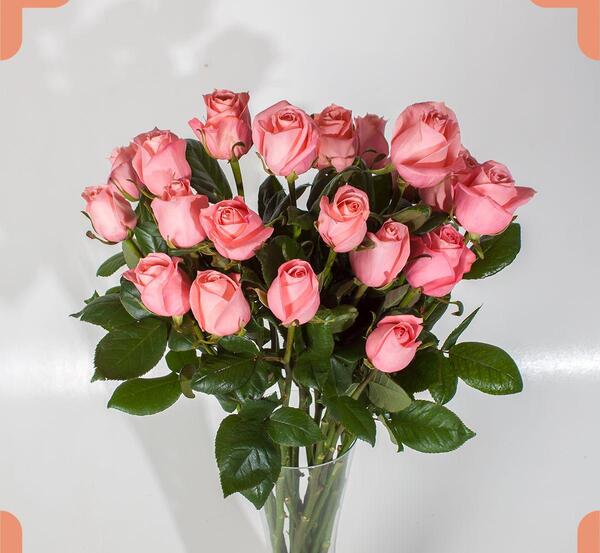 عکس گل رز گلبهی