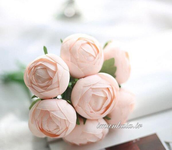 عکس گل رز گلبهی