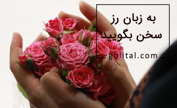 عکس گل رز گلبهی