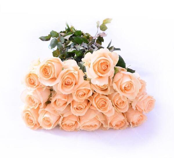 عکس گل رز گلبهی