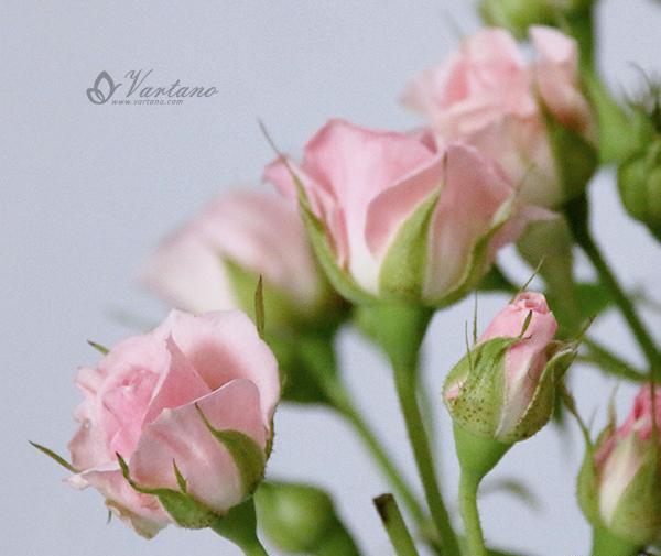 عکس گل رز گلبهی