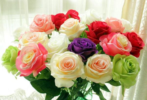عکس گل رز گلبهی