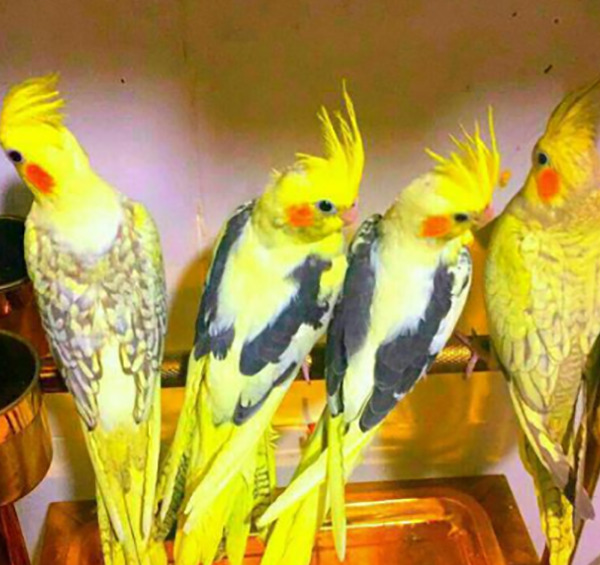 عکس عروس هلندی
