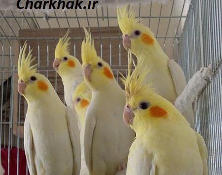 عکس عروس هلندی