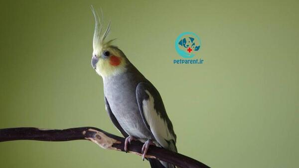 عکس عروس هلندی