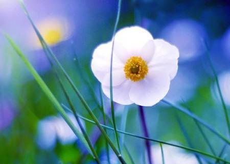 عکس گلهای تک زیبا
