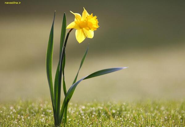 عکس گلهای تک زیبا