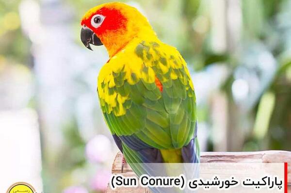 عکس طوطی چند رنگ