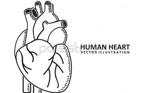 عکس قلب انسان نقاشی