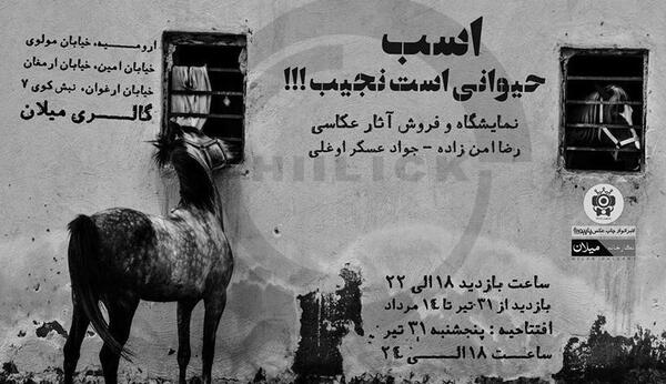 عکس اسب حیوان