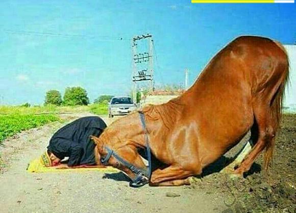 عکس اسب حیوان