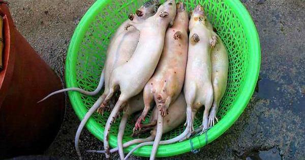 عکس غذا چینی