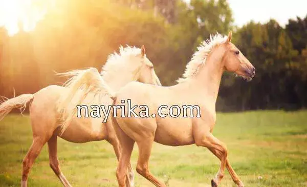 عکس امام زمان سوار بر اسب سفید