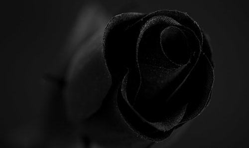 عکس مشکی رنگ عشقه