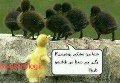 عکس مشکی رنگ عشقه