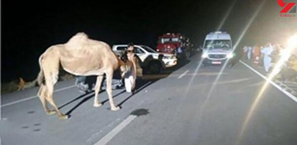 عکس قطار شتر