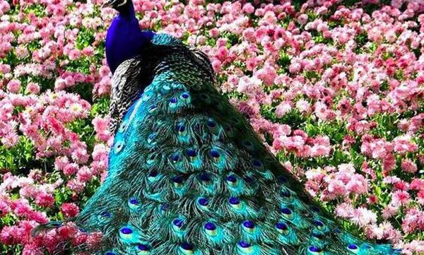 عکس طاووس رنگارنگ واقعی