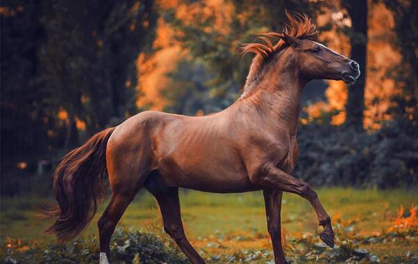 ژست عکس اسب سواری