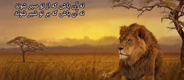 عکس شیر تنها