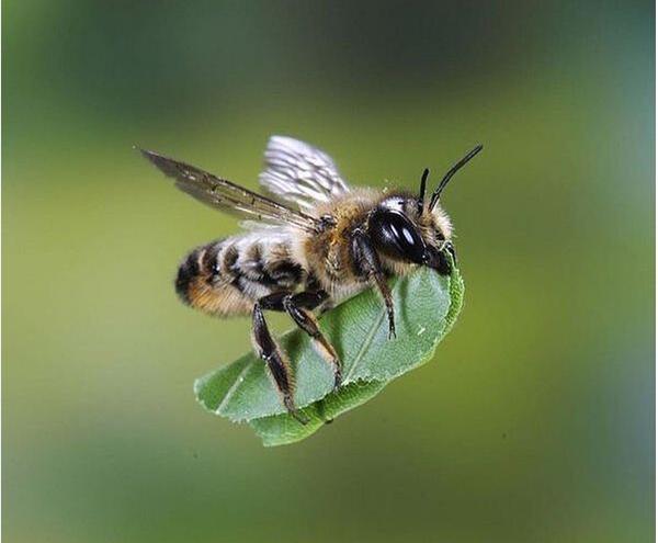 عکس عسل طبیعی برای پروفایل