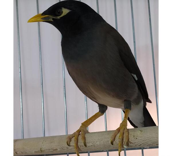 عکس طوطی مینا