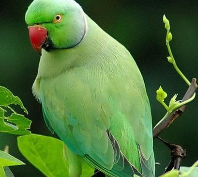 عکس طوطی مینا