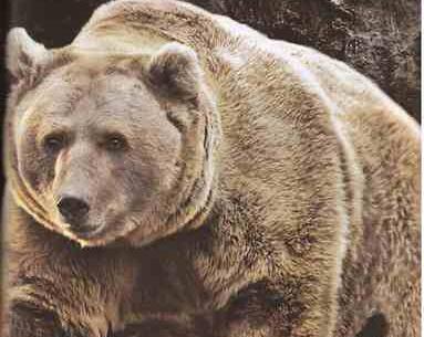 عکس حیوانات گوشتخوار