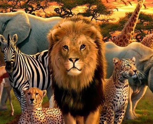 عکس حیوانات گوشتخوار
