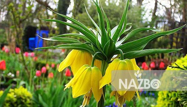 عکس گل لاله واژگون ایرانی
