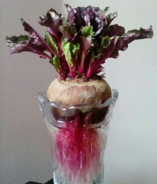 عکس سبزه ی ذرت