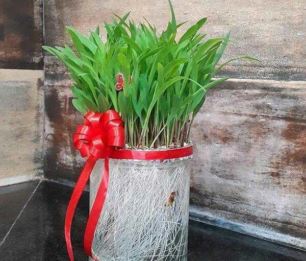 عکس سبزه ی ذرت