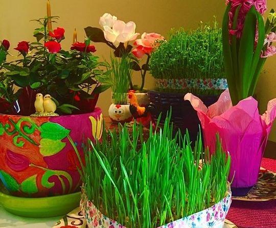 عکس سبزه ی ذرت