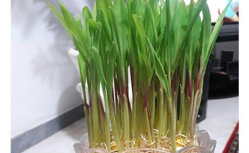 عکس سبزه ی ذرت