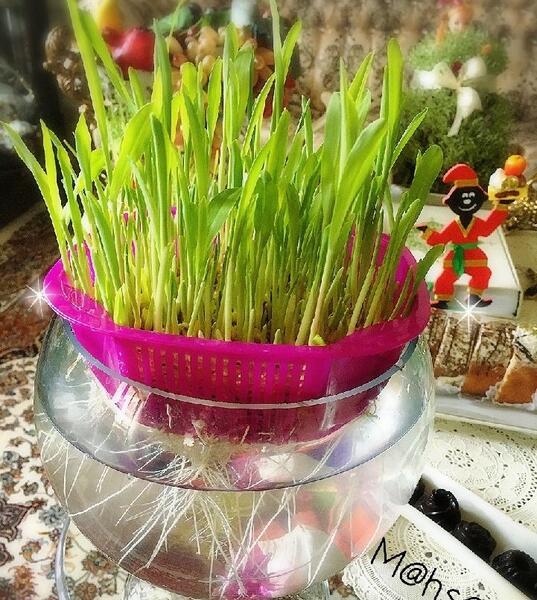عکس سبزه ی ذرت