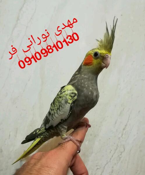 عکس طوطی عروس گلباقالی