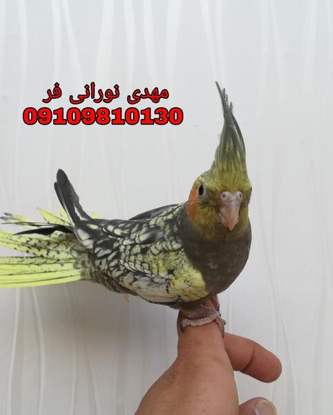 عکس طوطی عروس گلباقالی