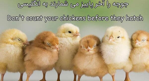 عکس تصویر ضرب المثل جوجه را آخر پاییز میشمارند