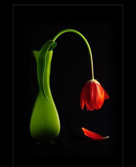 عکس گل لاله پژمرده