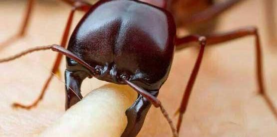 عکس قلب مورچه