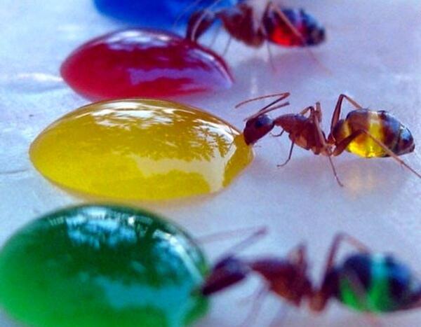 عکس قلب مورچه