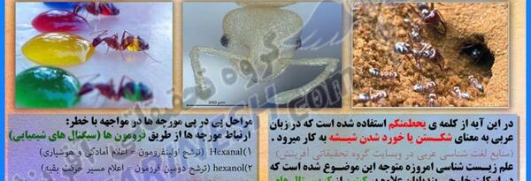 عکس قلب مورچه