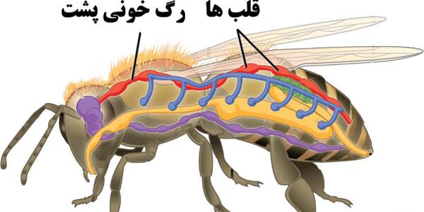 عکس قلب مورچه