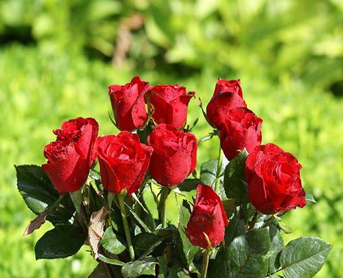 عکس تصویر گلهای زیبا پروفایل