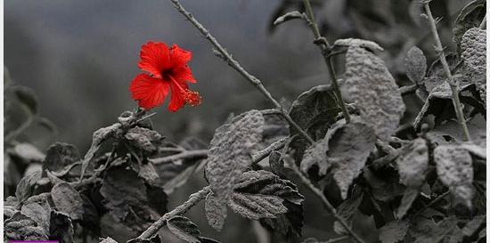 عکس آتش خاکستر